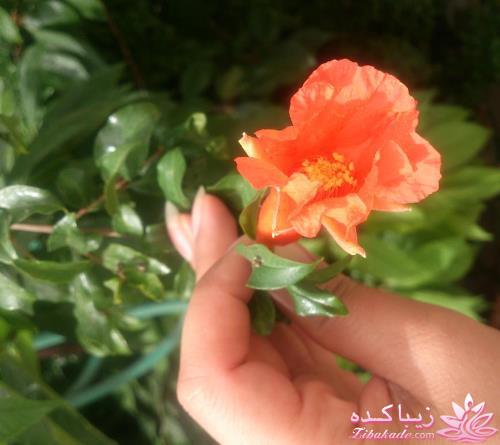 .:آلبوم عکسهای خودگرفته ما:.